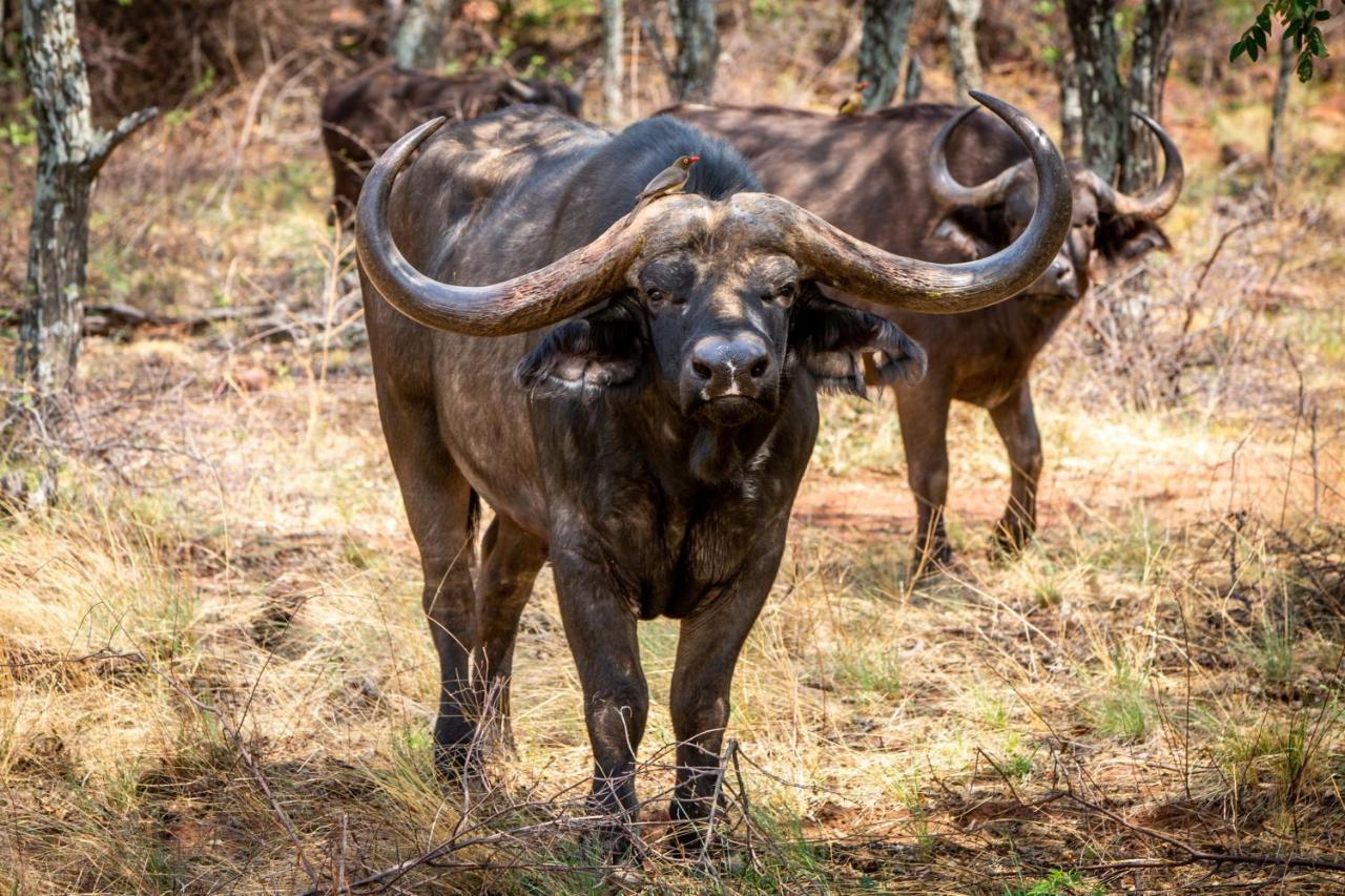 Lephalale Nungu Game Lodge المظهر الخارجي الصورة