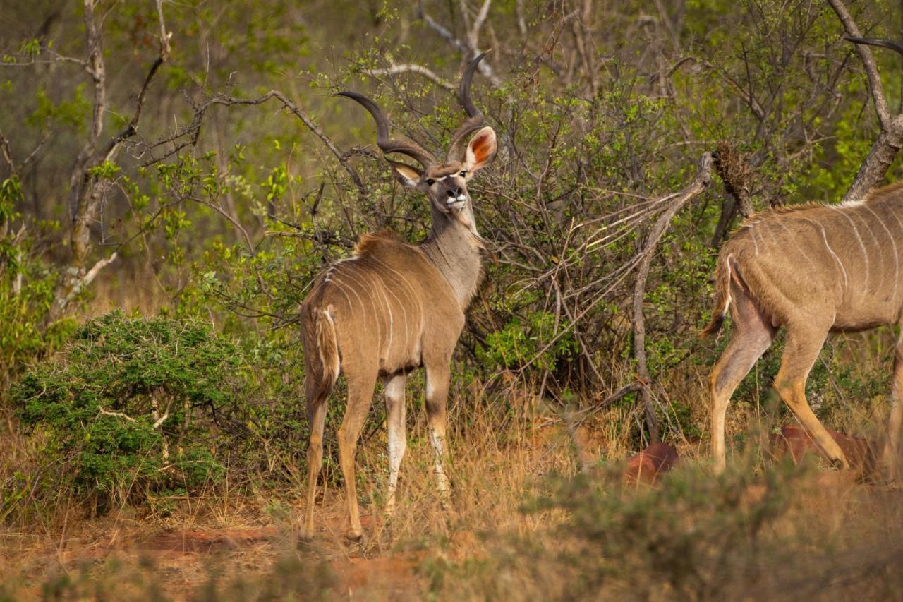 Lephalale Nungu Game Lodge المظهر الخارجي الصورة