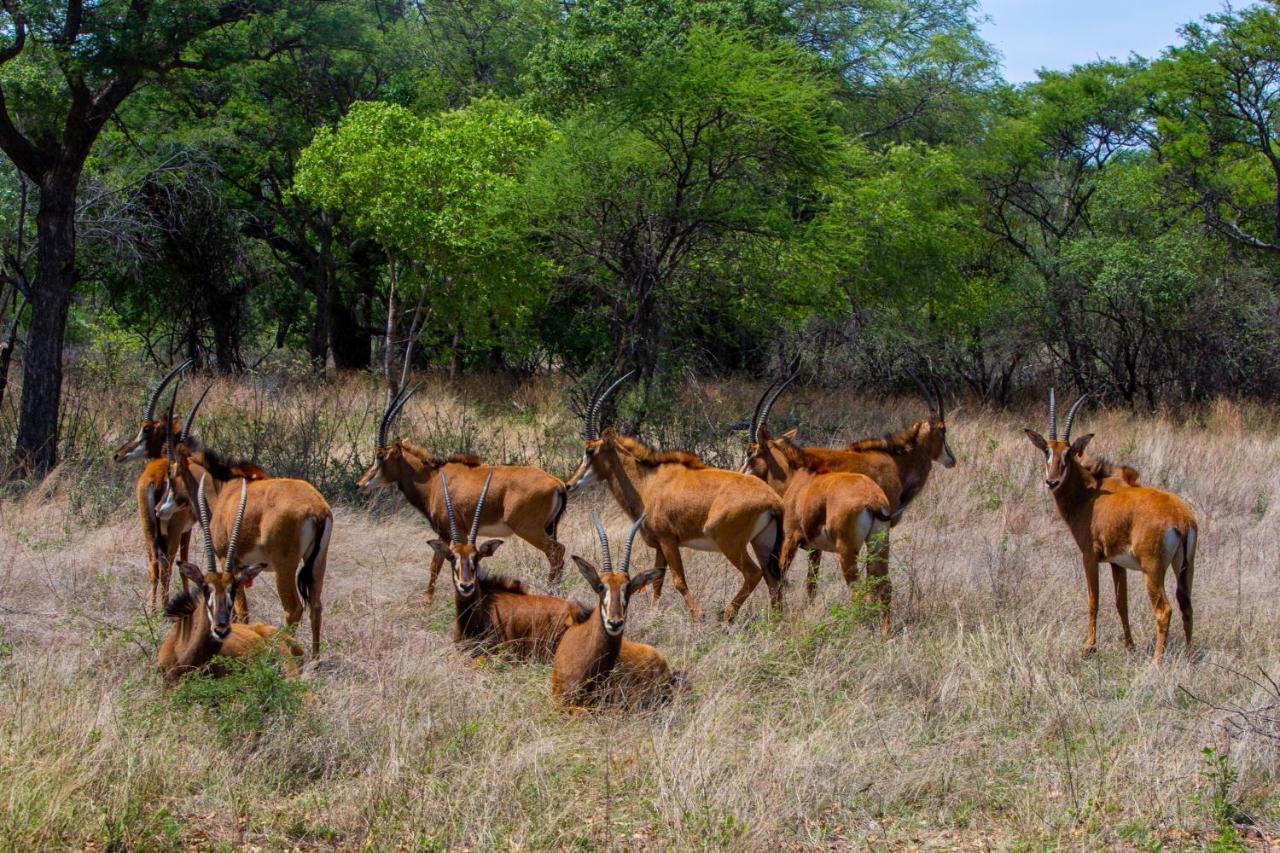Lephalale Nungu Game Lodge المظهر الخارجي الصورة