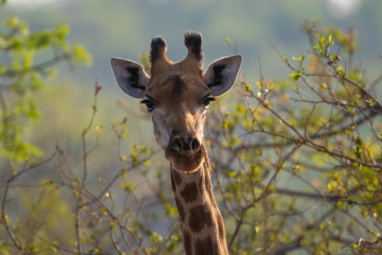 Lephalale Nungu Game Lodge المظهر الخارجي الصورة